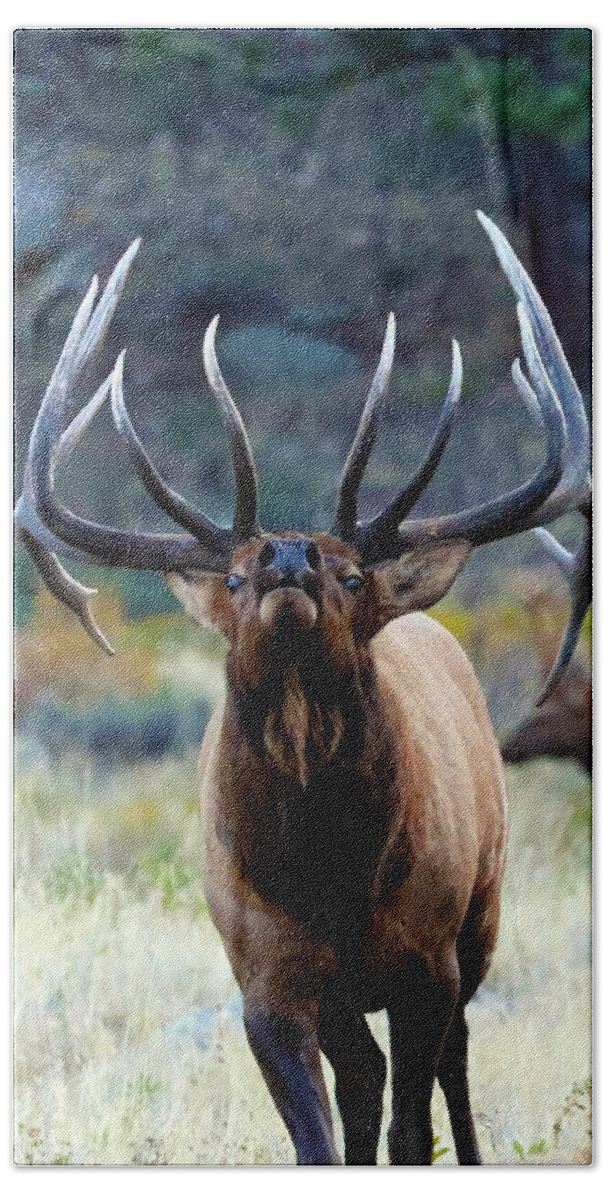 Elk Hand Towel featuring the photograph Don't Mess With The Bull by Shane Bechler