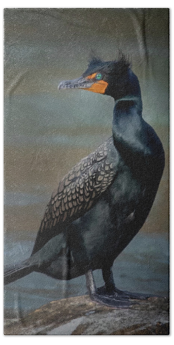 Double-crested Cormorant Hand Towel featuring the photograph Double-crested Cormorant by C Renee Martin