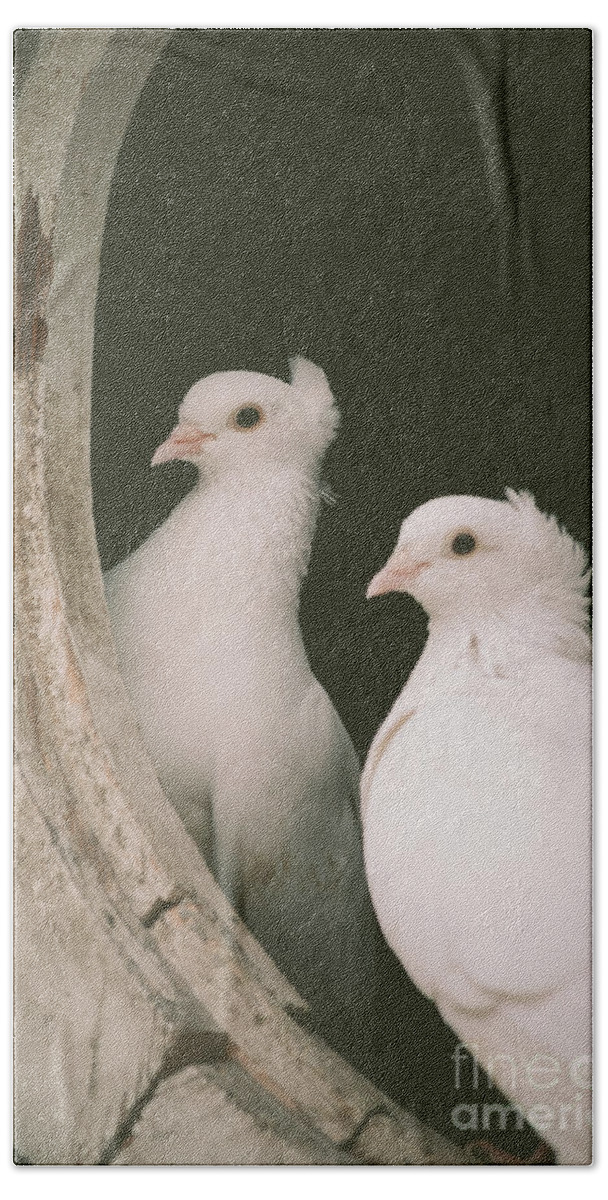 Doves Hand Towel featuring the photograph A pair of doves by Jelena Jovanovic