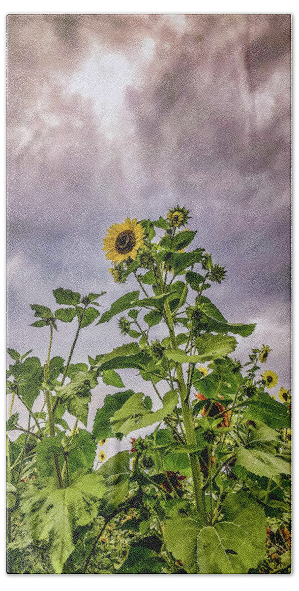 Sunflower Bath Towel featuring the photograph Dramatic Sunflower by Anamar Pictures