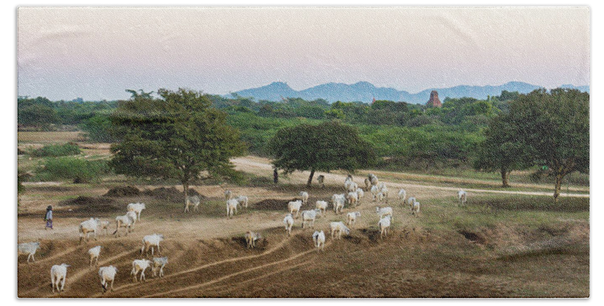 Cattle Hand Towel featuring the photograph Driving Cattle Home by Ann Moore