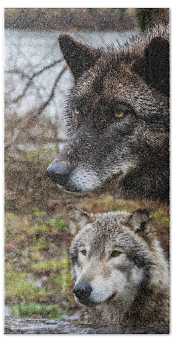 Wolf Wolves Black Hand Towel featuring the photograph Dual Wolves by Laura Hedien