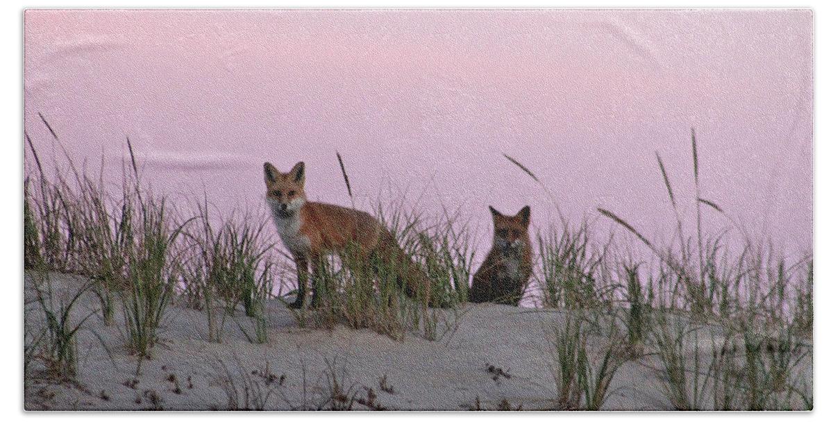 Animals Bath Towel featuring the photograph Dune Foxes by Robert Banach