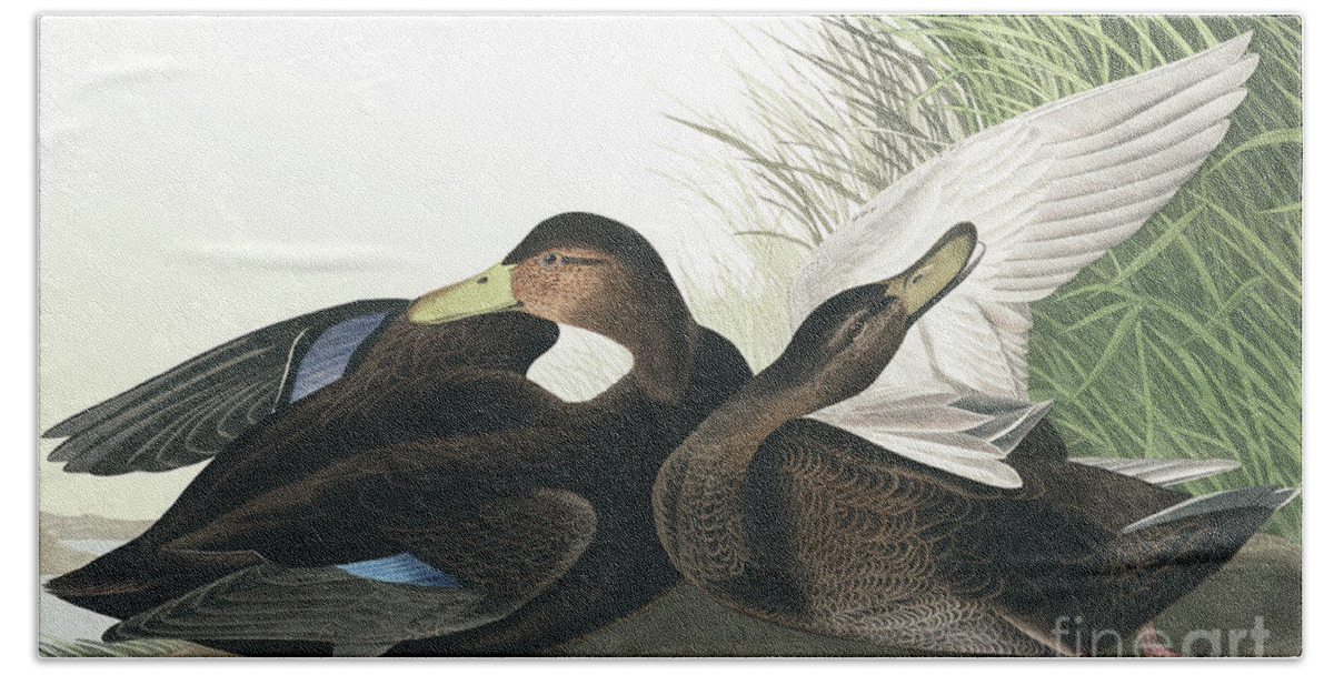 Duck Bath Towel featuring the painting Dusky Duck, Anas Obscura by Audubon by John James Audubon