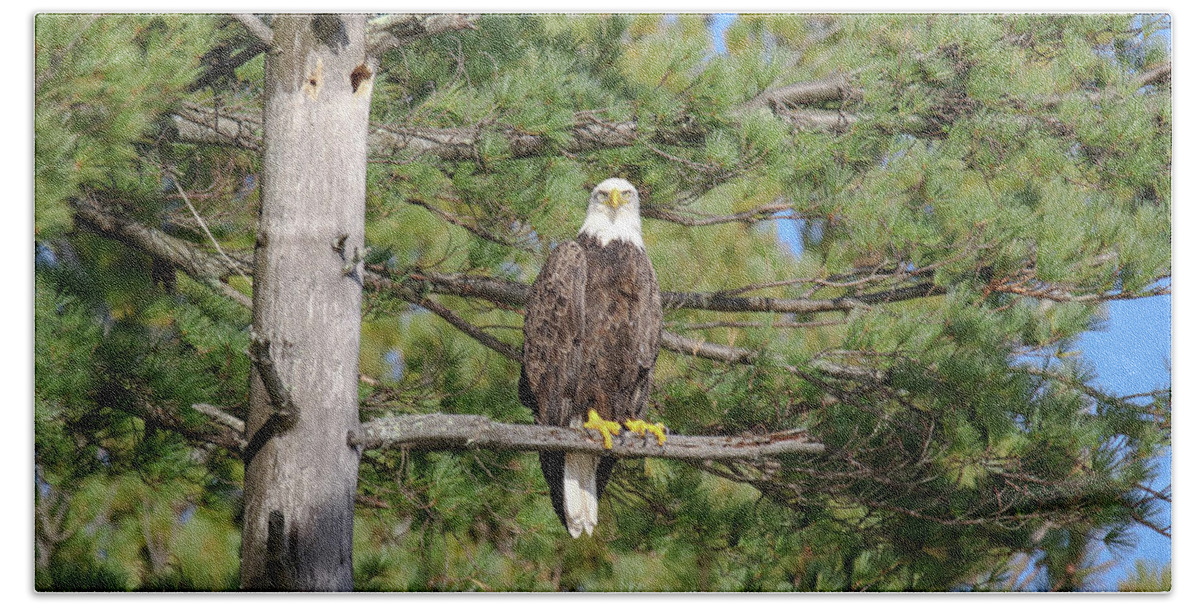 Eagle Bath Towel featuring the photograph Eagle in Pine by Brook Burling