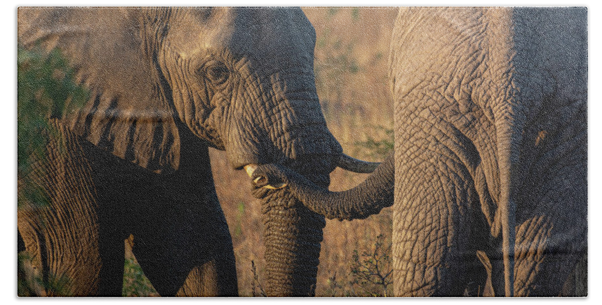 Kruger Bath Towel featuring the photograph Early Morning Elephant Greeting by Douglas Wielfaert