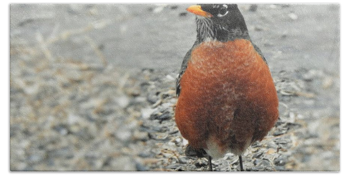 American Robin Bath Towel featuring the photograph Early Robin by Eunice Miller