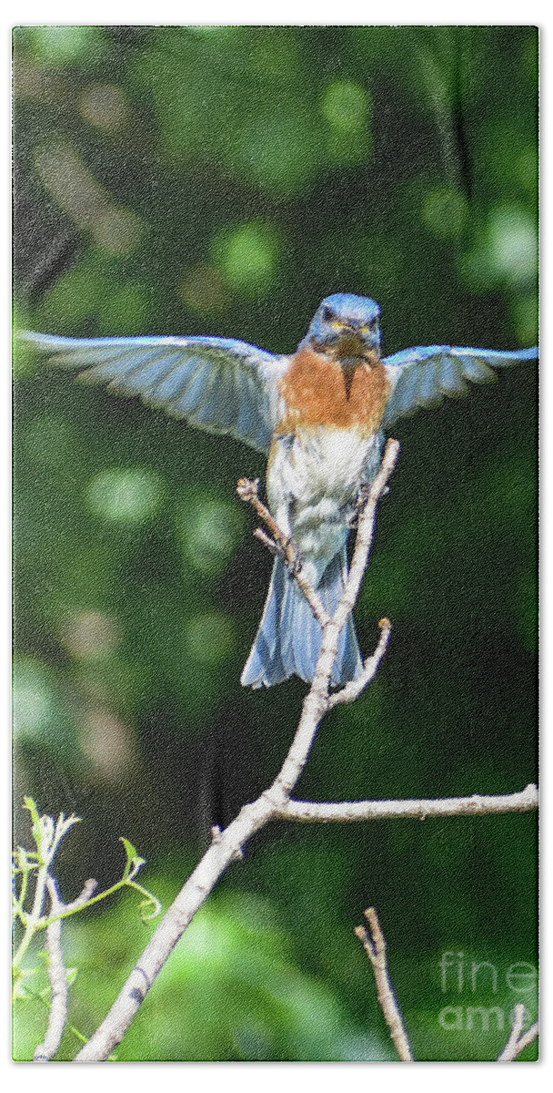 Eastern Bluebird Bath Towel featuring the photograph Eastern Bluebird With Wings Like An Angel by Cindy Treger