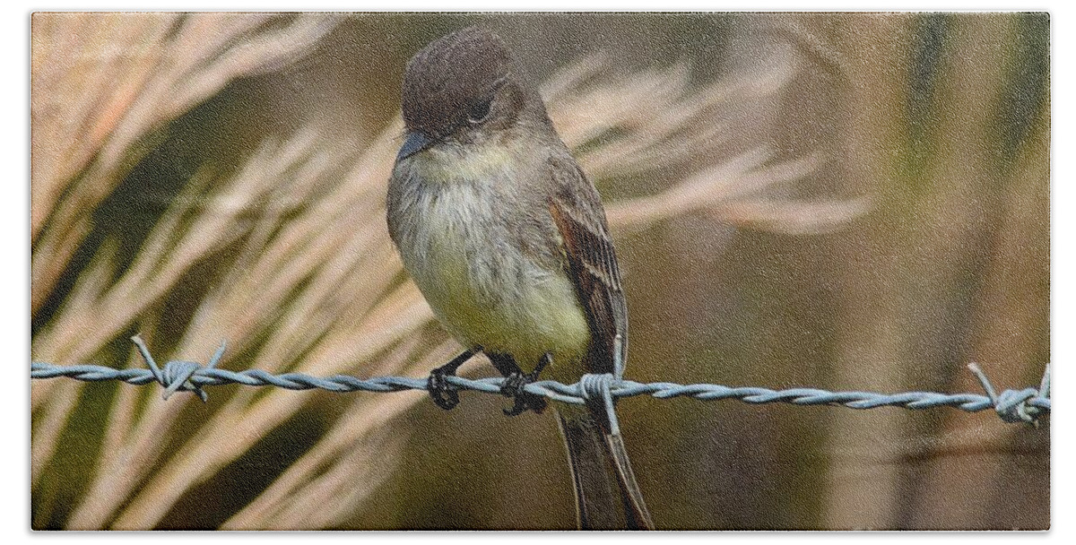 Eastern Phoebe Bath Towel featuring the photograph Eastern Phoebe by Steve Brown