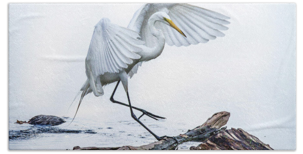 Grand Lake Hand Towel featuring the photograph Egret Ballet by David Wagenblatt