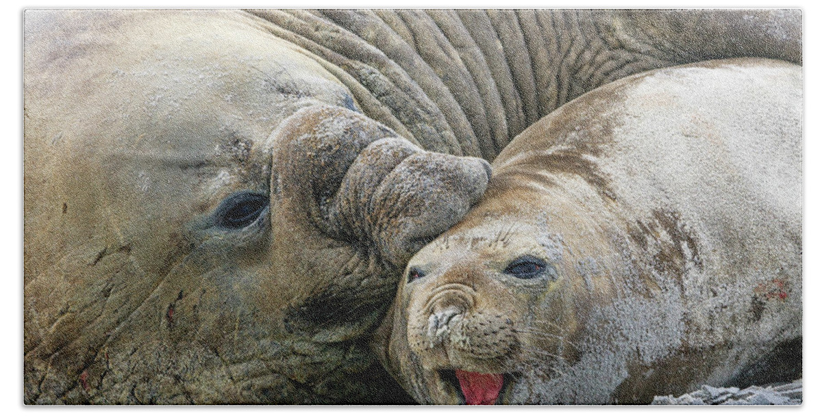 Heike Odermatt Hand Towel featuring the photograph Elephant Seals Mating by Heike Odermatt