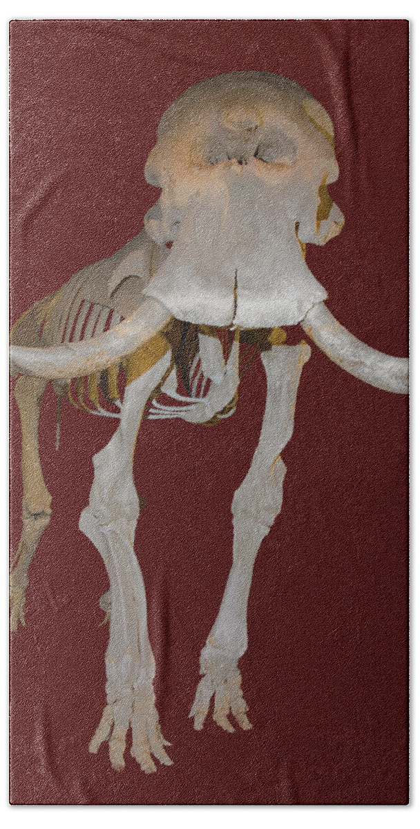African Bush Elephant Bath Towel featuring the photograph Elephant Skeleton by Millard H. Sharp