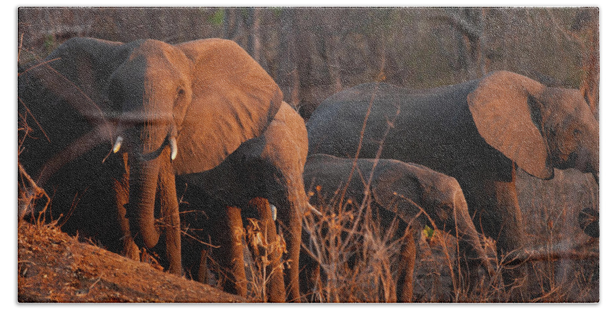 Estock Bath Towel featuring the digital art Elephants, Niassa Reserve, Mozambique by Kristel Richard
