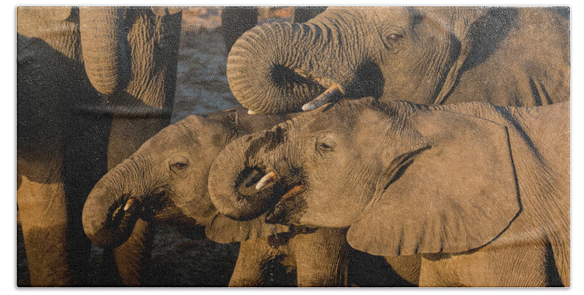 Elephant Bath Towel featuring the photograph Drinking Elephants on the Okavango river - 1 by Claudio Maioli