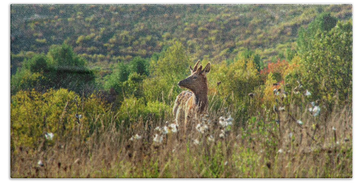 Elk Bath Towel featuring the photograph Elk In Fall Field by Christina Rollo