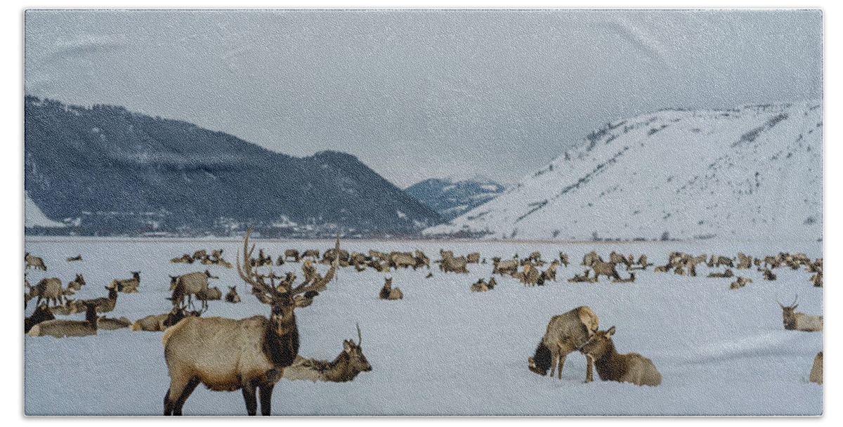 Elk Hand Towel featuring the photograph Elk in Jackson Hole, Wyoming by Julieta Belmont