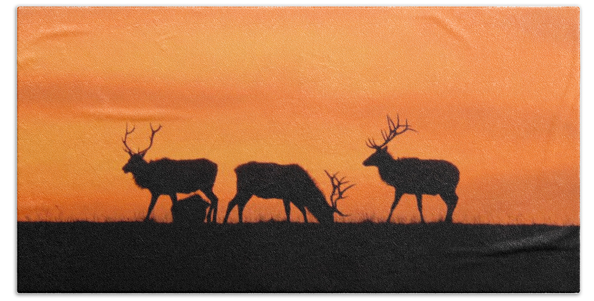 Elk Bath Towel featuring the photograph Elk in the morning light by Keith Stokes