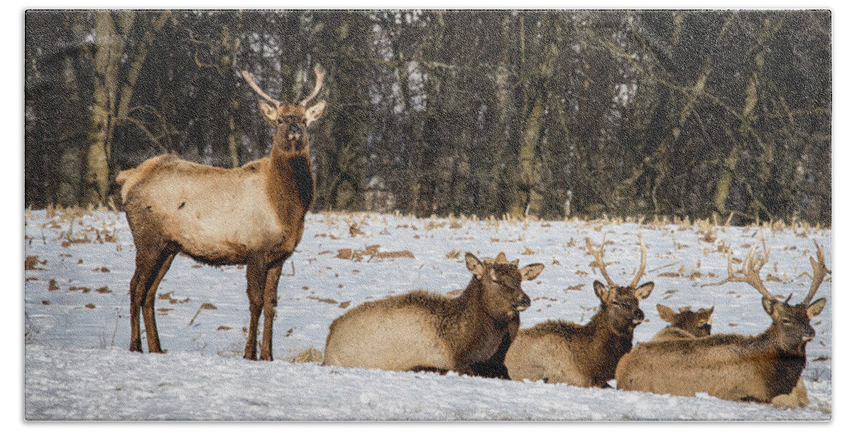 Animal Bath Towel featuring the photograph Elk by Bill Chizek