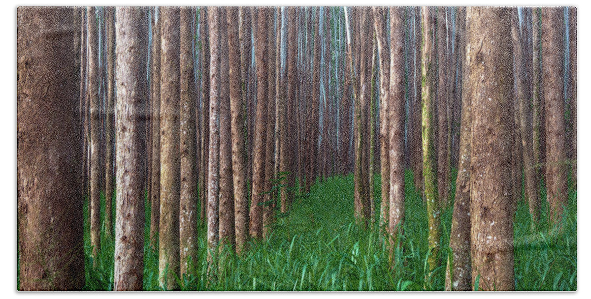 Hawaii Hand Towel featuring the photograph Eucalyptus Forest Pathway by Christopher Johnson