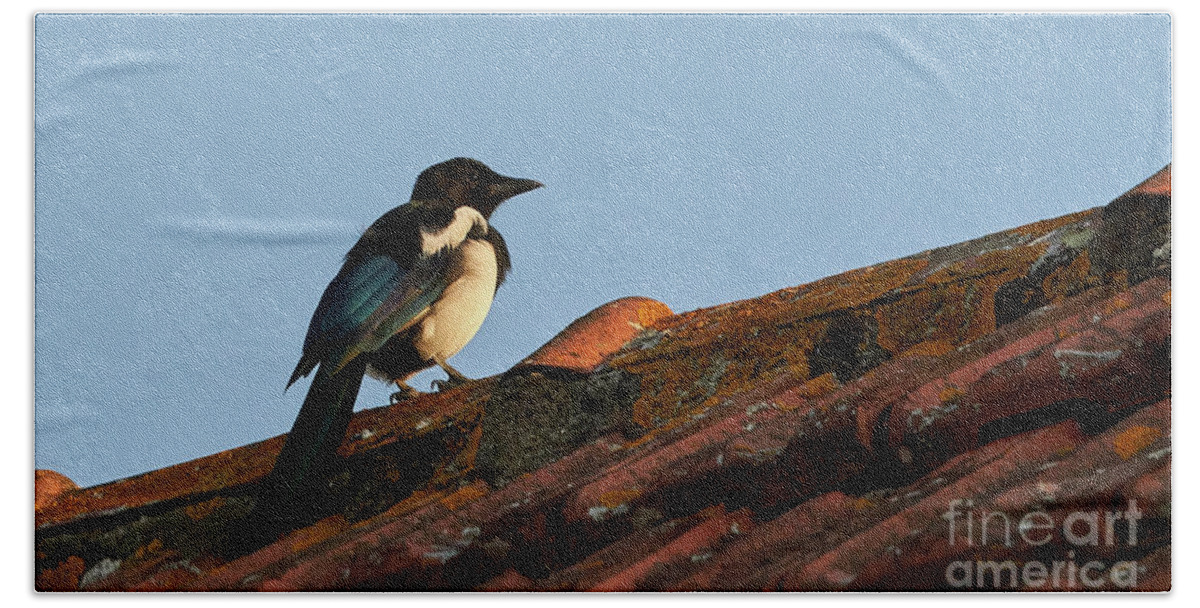 Colorful Bath Towel featuring the photograph Eurasian Magpie Pica Pica on Tiled Roof by Pablo Avanzini