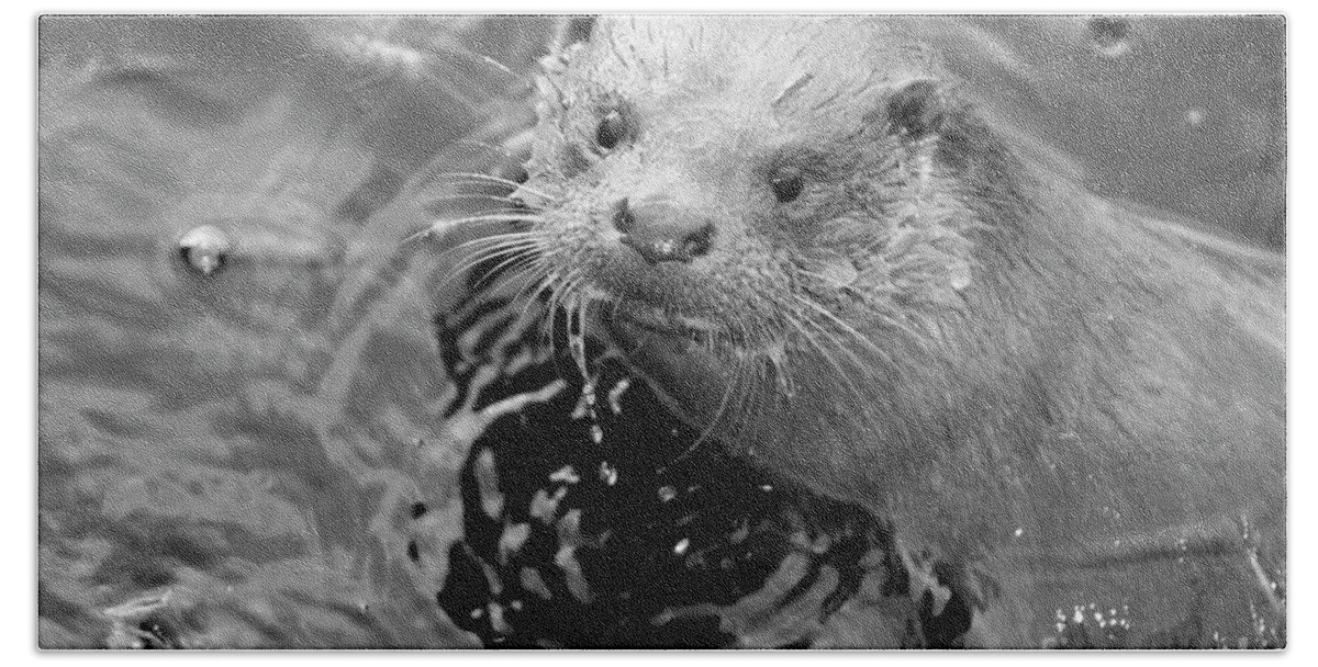 Ambleside Bath Towel featuring the photograph European Otter by Science Photo Library