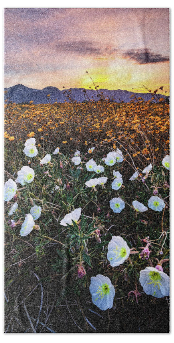 Flora Hand Towel featuring the photograph Evening with Primroses by Jason Roberts