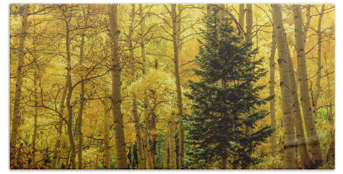 Colorado Hand Towel featuring the photograph Evergreen in the Aspen Grove by James Covello