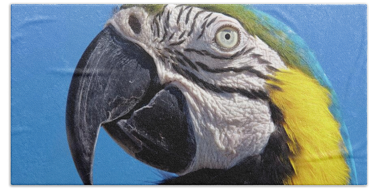 Parrot Bath Towel featuring the photograph Eye contact - Colorful parrot's head by Tatiana Travelways
