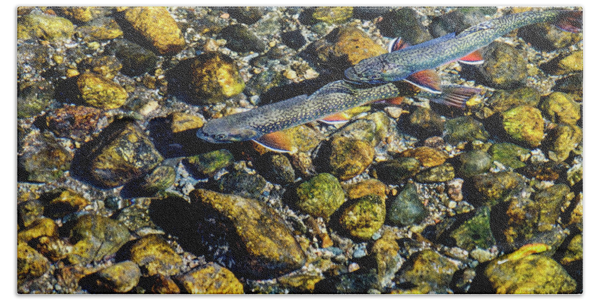 Aspens Hand Towel featuring the photograph Fall Brook Trout by Johnny Boyd
