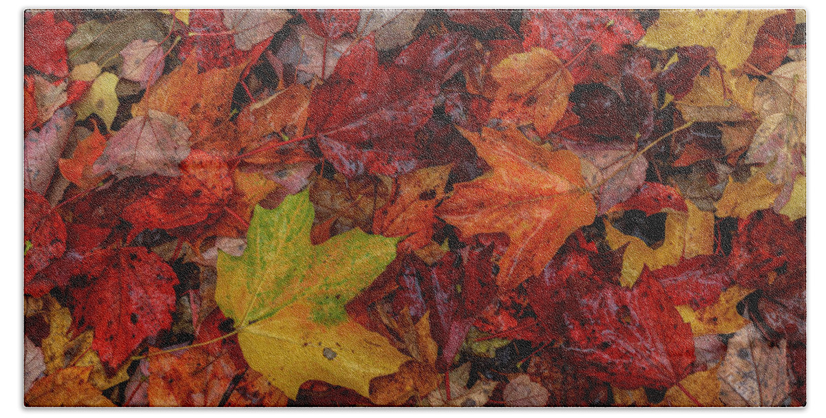 Autumn Bath Towel featuring the photograph Fall Colors by Rob Davies