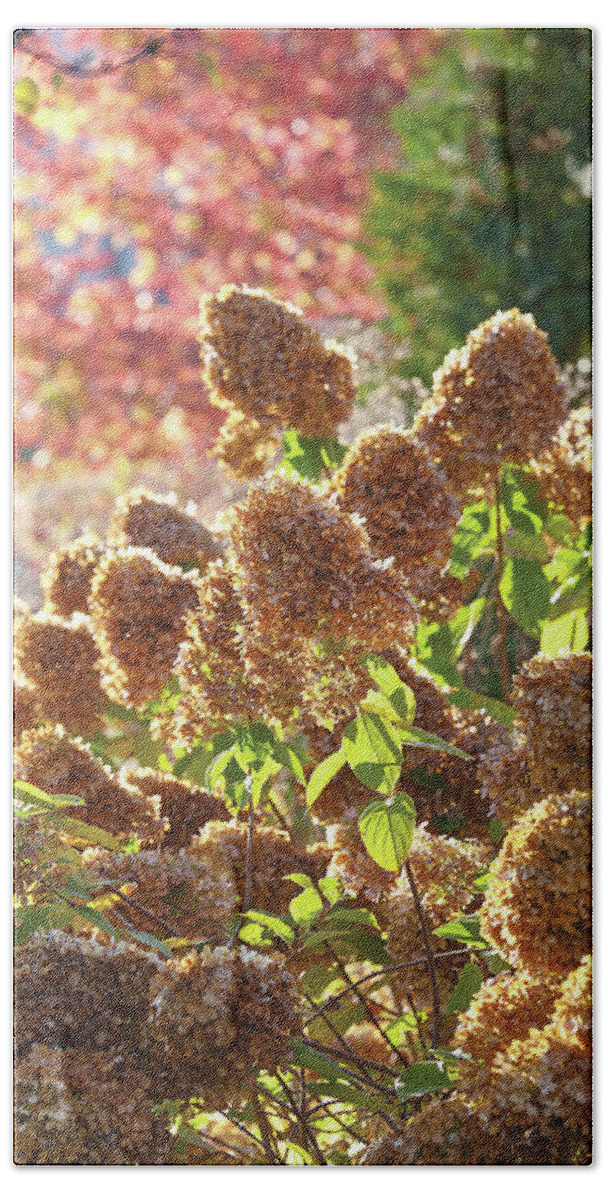 Flowers Hand Towel featuring the photograph Fall Hydrangeas by Garden Gate magazine