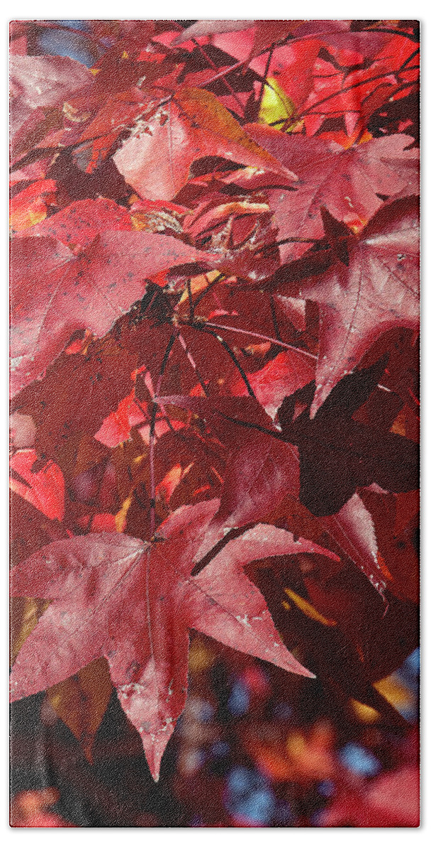 Sweetgum Family Hand Towel featuring the photograph Fall Sweetgum Leaves DF005 by Gerry Gantt