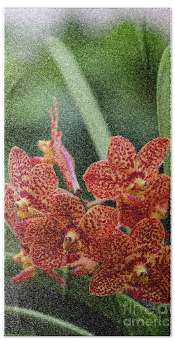 Orchids Bath Towel featuring the photograph Family of Orange Spotted Orchids by Rory Ivey