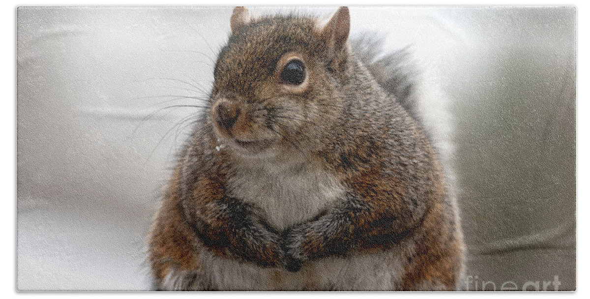 Squirrel Hand Towel featuring the photograph Feeling Fluffy, Squirrel Photo by Sandra J's