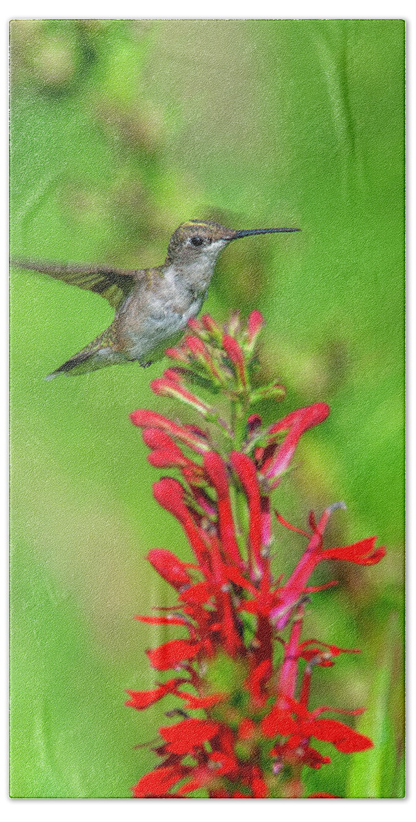 Nature Bath Towel featuring the photograph Female Ruby-throated Hummingbird DSB0316 by Gerry Gantt