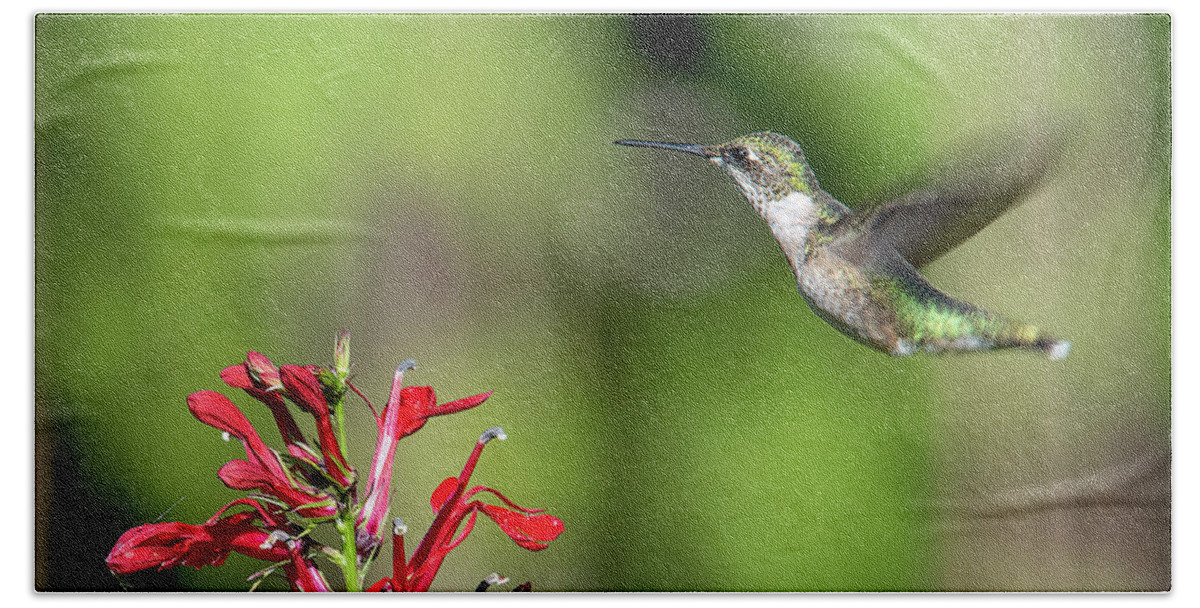 Nature Bath Towel featuring the photograph Female Ruby-throated Hummingbird DSB0320 by Gerry Gantt