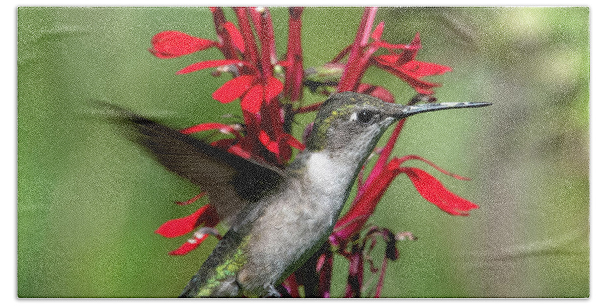 Nature Hand Towel featuring the photograph Female Ruby-throated Hummingbird DSB0325 by Gerry Gantt