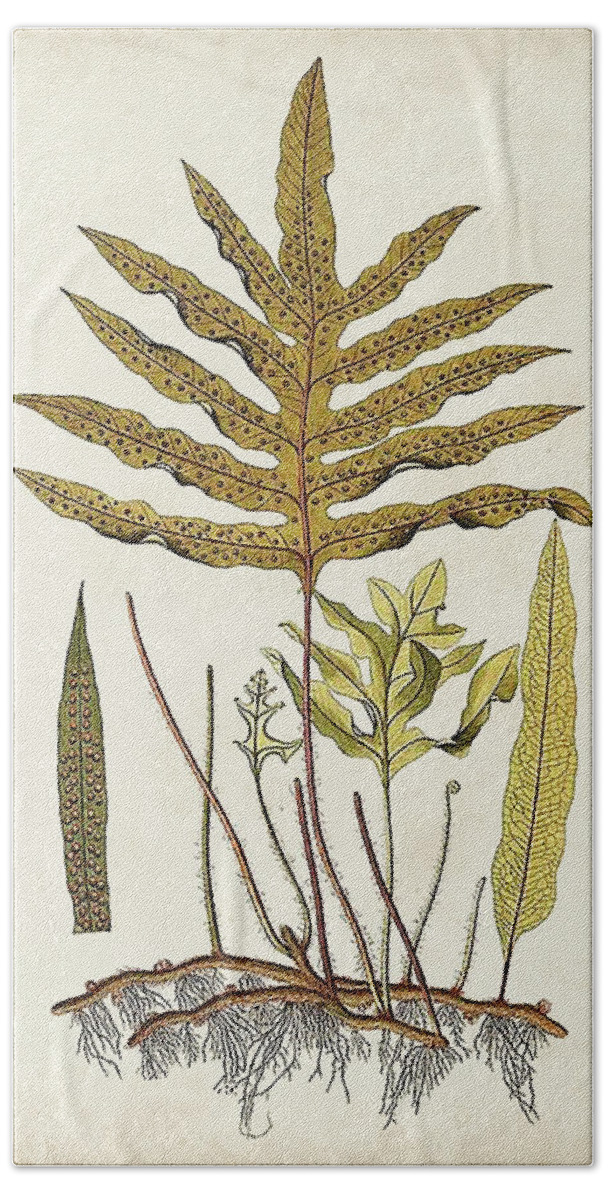 Botanical & Floral+ferns+botanical Study Hand Towel featuring the painting Fern Botanical I by Vision Studio