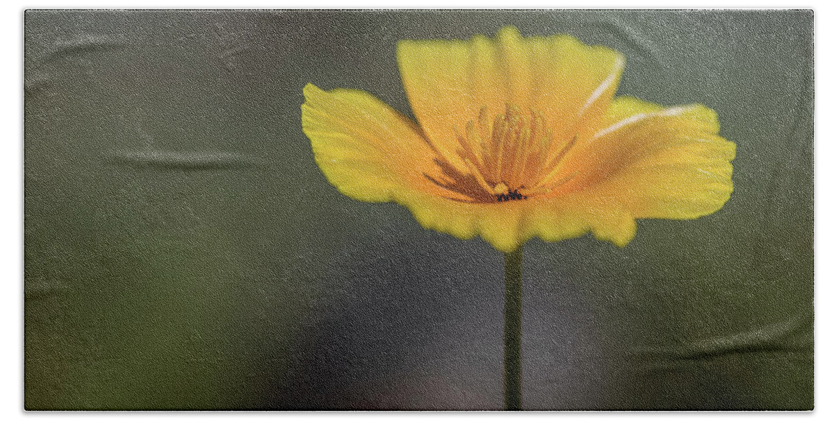 Mexican Gold Poppy Bath Towel featuring the photograph Flat Poppy by Aaron Burrows