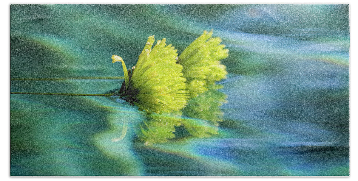 Arizona Bath Towel featuring the photograph Floating Daisies 1 by Dawn Richards