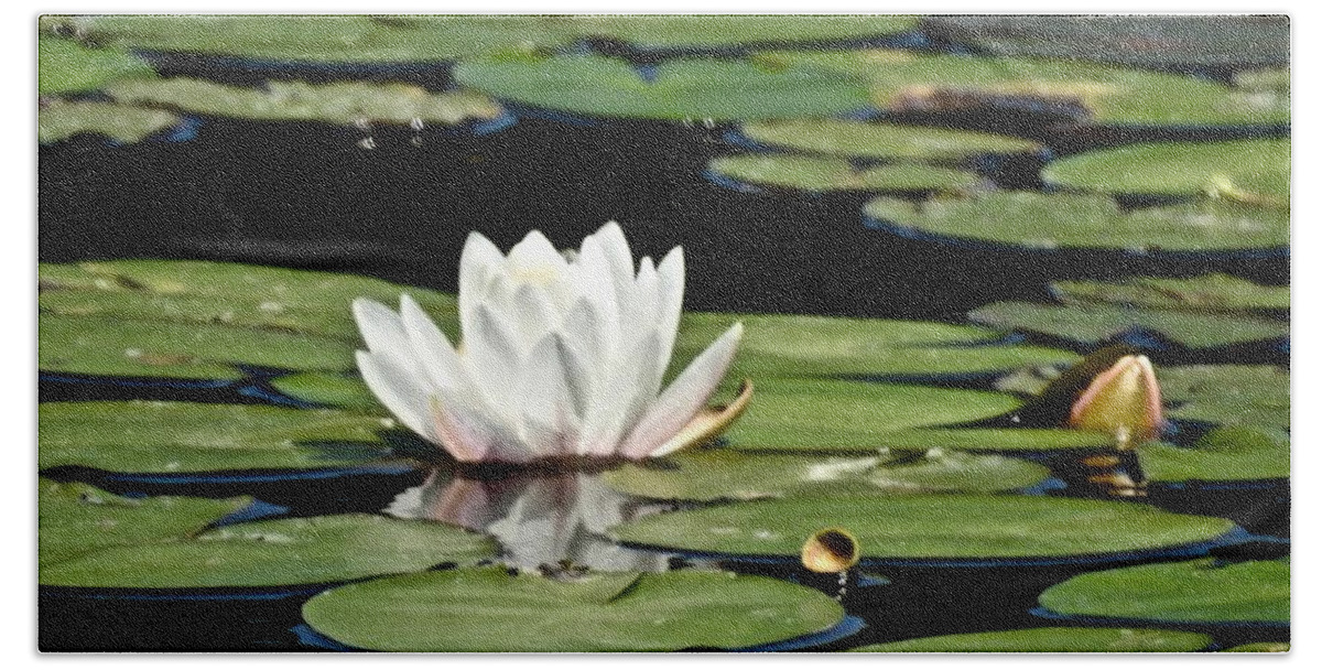 Lotus Flower Bath Towel featuring the photograph Floating Lotus by Kathy Ozzard Chism