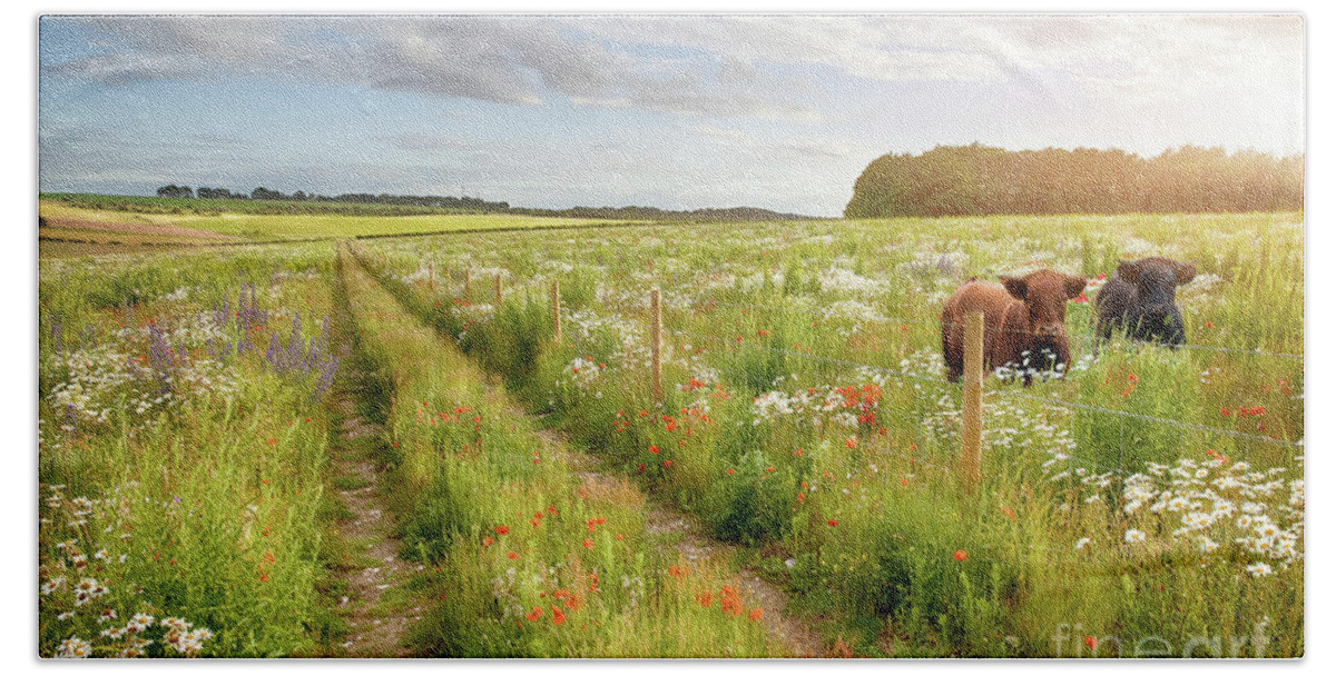 Norfolk Bath Towel featuring the photograph Norfolk flower meadow and two cows by Simon Bratt