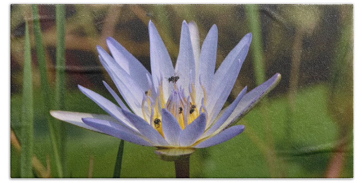 Flower Bath Towel featuring the photograph South African Water Lily With Pollinators by Ben Foster