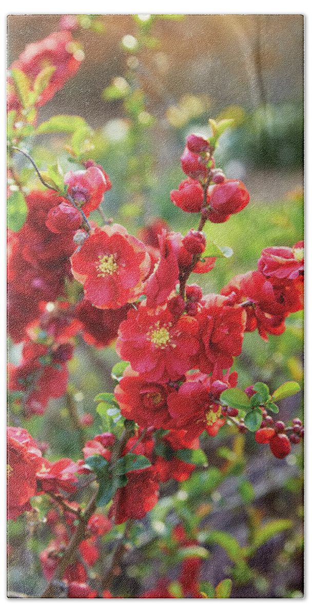 Flowers Bath Towel featuring the photograph Flowering Quince by Garden Gate magazine