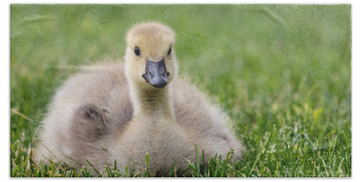 Photography Hand Towel featuring the photograph Fluffy Gosling by Alma Danison