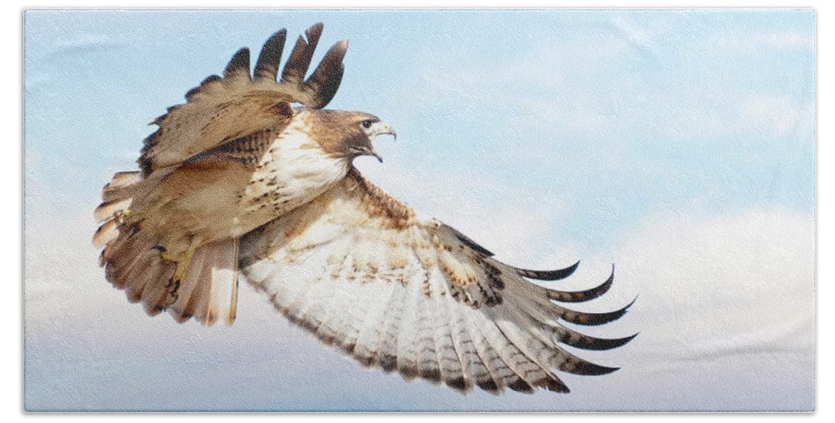 Red-tailed Hawk Bath Towel featuring the photograph Flying Red-tailed Hawk by Judi Dressler