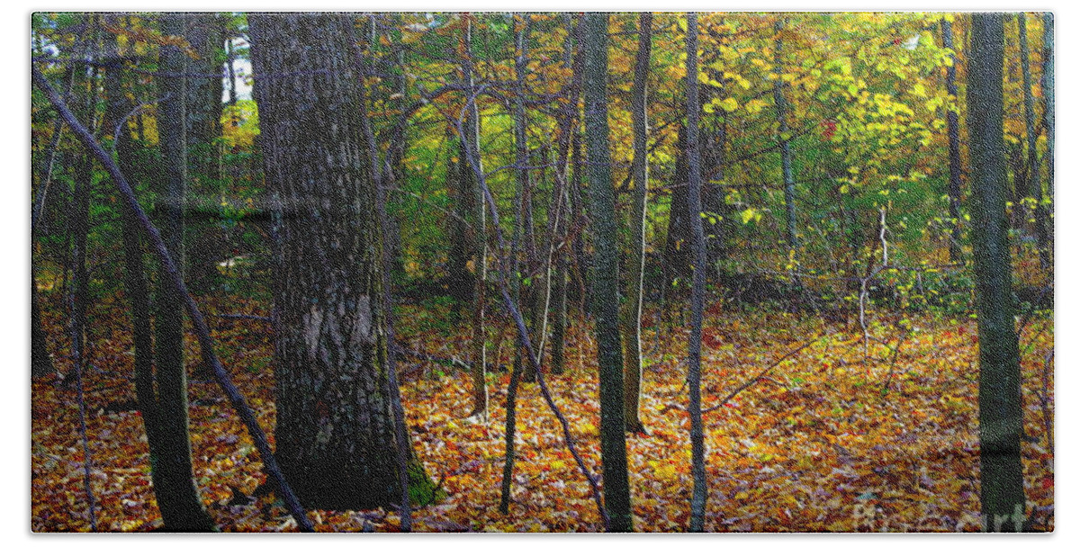 Forest In The Poconos Bath Towel featuring the photograph Forest In The Poconos by Barbra Telfer