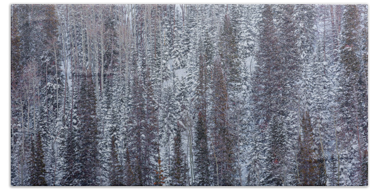 Park City Bath Towel featuring the photograph Forest in Winter by Donna Twiford