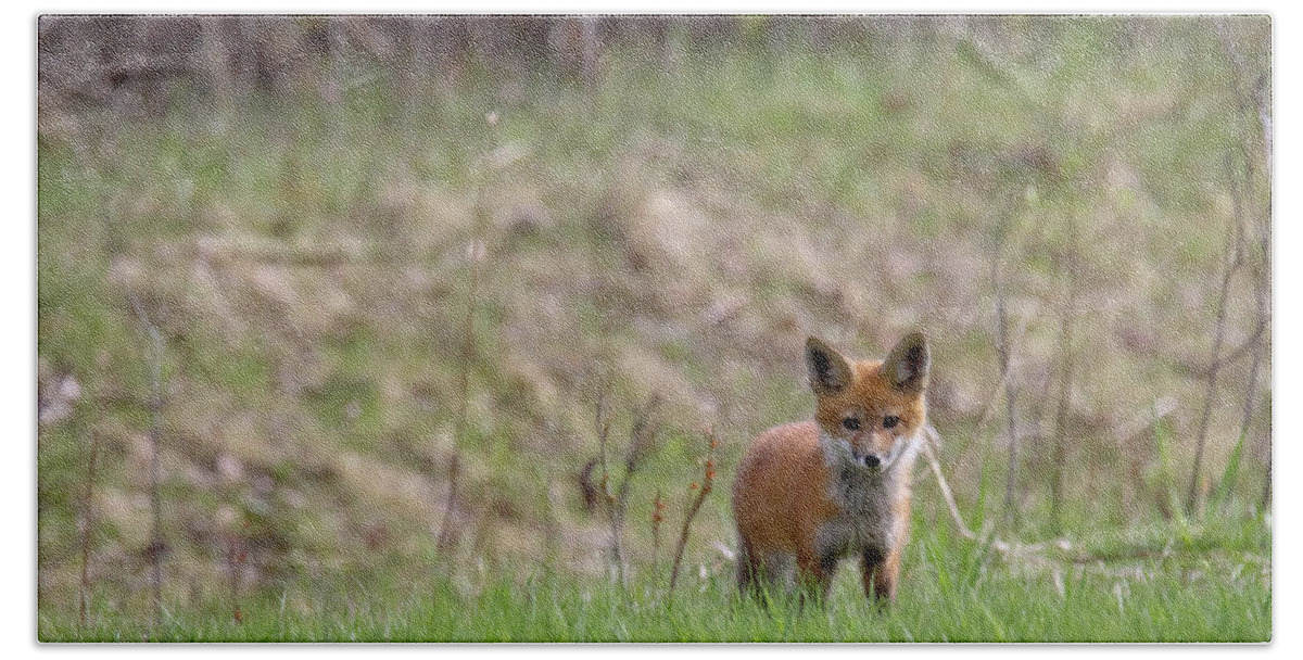 Red Fox Bath Towel featuring the photograph Fox Kit 2 by Brook Burling