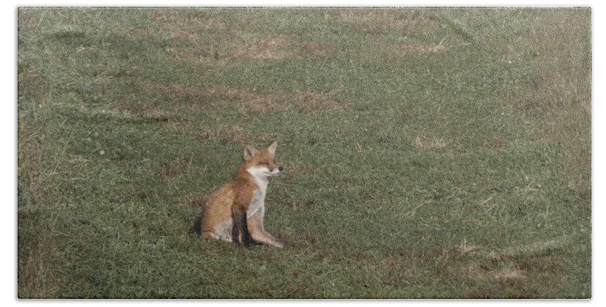 Animal Bath Towel featuring the photograph Fox sitting in the Sun 2 by Paul Ross